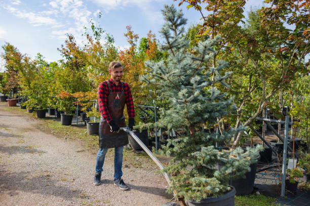 Best Fruit Tree Pruning  in Mount Dora, FL